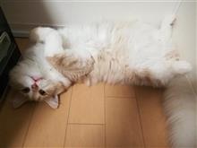 素人が本気でやったコーティング 素人が本気でやったコーティング