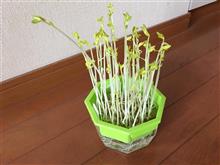 豆苗をやってます。 豆苗をやってます。