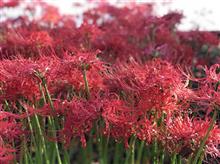 曼珠沙華