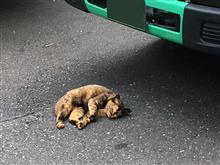 ヒトが気持ちよく寝てんのになんニャおまえは