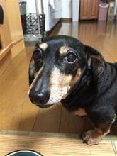 愛犬の挑戦！