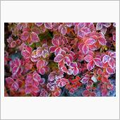 紅葉シーズン始まり