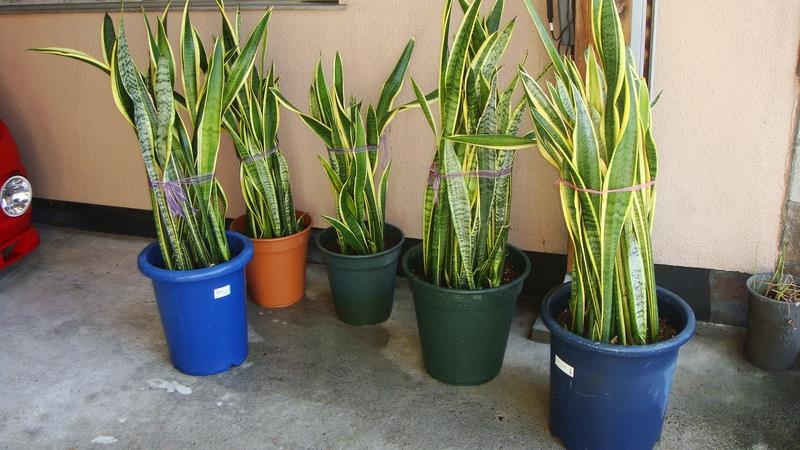虎の尾 サンスベリア 植え替え のら三毛のブログ ねこ小屋 みんカラ