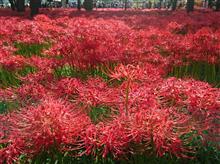 曼珠沙華　2017