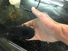 手乗り金魚Σ(￣。￣ﾉ)ﾉ