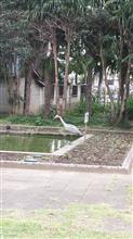 昼休み　別所沼公園♪