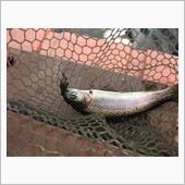 昨日の続きの釣り