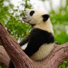 日本人「中国4000年の歴史」、中国人「違う! 5000年!」 7月5日の中国記事トピックス 日本人「中国4000年の歴史」、中国人「違う! 5000年!」 7月5日の中国記事トピックス