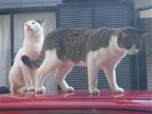 お外のにゃんこ