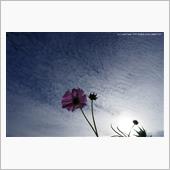 秋の空　～ Feel fre ...