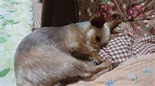 １０月８日、オヤスミ🌙✨なちゃーい🐶😪