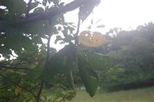 今朝の弘法山 今朝の弘法山