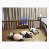 パンダパンダパンダ🐼 パン ...