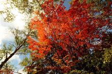 紅葉ドライブ【信州編】