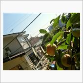 引越しの季節