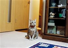 ゼロオリジン ゼロオリジン