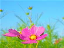 友人と「花の海」に 