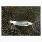 1週間ぶりの釣り