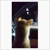 事故は逃げちゃ駄目よ🎵