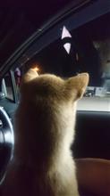 事故は逃げちゃ駄目よ🎵