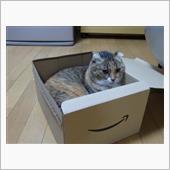 箱入り。