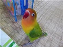 ピーちゃんに暖かさを！