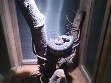 ヘビは爬虫類の最終進化形、・・(^。^)y-~。