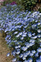 ネモフィラの芽