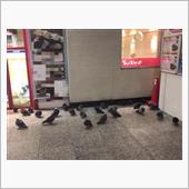 鳩