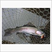 上海に行く前の釣り