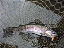 上海に行く前の釣り