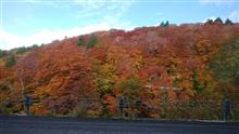 本物の紅葉 本物の紅葉