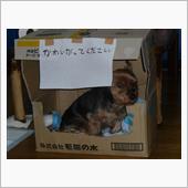 冬支度