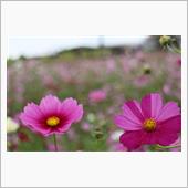 諫早 白木峰高原 秋桜☆彡