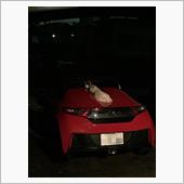 ノラ猫の楽園