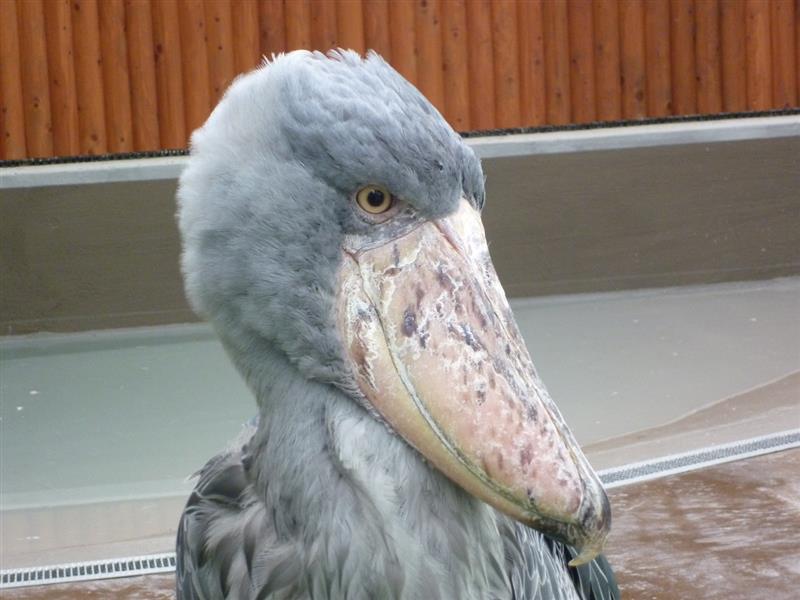 掛川 花鳥園にふれあいドライブに行ってみた Zou 16のブログ Zou 16 みんカラ