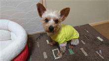 １０月２１日オヤスミ☔なちゃーい🐶😪