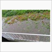 長雨で