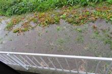 長雨で 長雨で