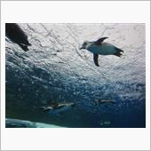 天空のペンギン