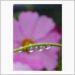 秋桜　～ 悲しき雨音 ～