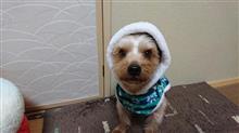 １０月２５日、オヤスミ🌙✨なちゃーい🐶😪