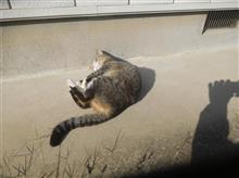 セリカLBホーシング他の塗装