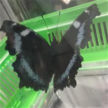 迷子ちゃんの蝶