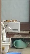 箱入りにゃんこ