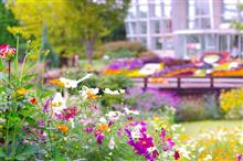 秋のお花パラダイス(^_^) 秋のお花パラダイス(^_^)