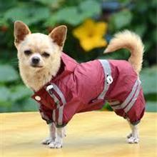 「　雨　ふ　り　の　、　犬　・　猫　」　～