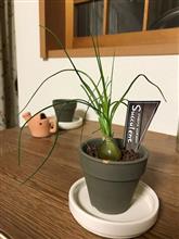 タマネギじゃない的な。