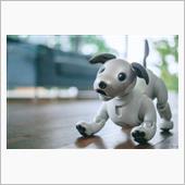 aibo