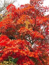 紅葉。。 紅葉。。